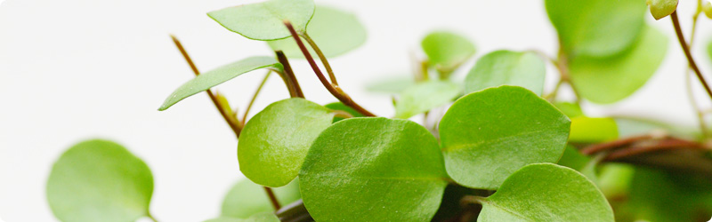 仏教、超宗派、いのちに向き合う宗教者の会、自死、自殺